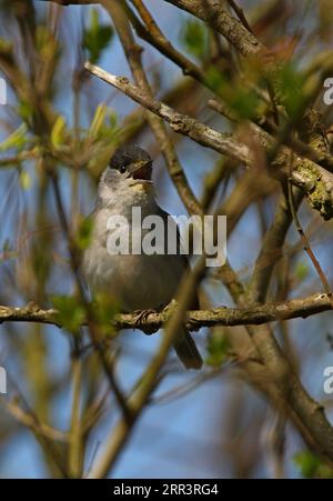 Blackcap (Sylvia atricapilla) mâle adulte perché sur une brindille en bec de chanson saupoudré de pollen Eccles-on-Sea, Norfolk, Royaume-Uni. Avril Banque D'Images