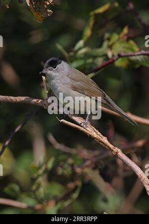 Blackcap (Sylvia atricapilla) mâle adulte perché sur la brindille morte Eccles-on-Sea, Norfolk, Royaume-Uni. Septembre Banque D'Images