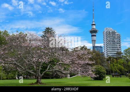 201113 -- AUCKLAND, le 13 novembre 2020 -- la tour Skycity, l'un des monuments les plus dominants de la ville d'Auckland, est vue à Auckland, en Nouvelle-Zélande, avec des cerisiers en fleurs le 10 octobre 2020. Auckland, avec une population d'environ 1,5 millions d'habitants, est une ville métropolitaine de l'île du Nord de la Nouvelle-Zélande. CitySketchNEW ZEALAND-AUCKLAND GuoxLei PUBLICATIONxNOTxINxCHN Banque D'Images