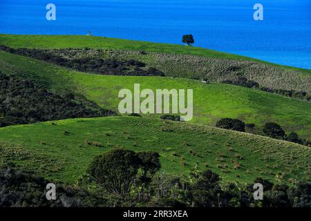 201113 -- AUCKLAND, 13 novembre 2020 -- une photo prise le 22 juin 2018 montre la vue de la péninsule de Shakespeare dans la banlieue d'Auckland, en Nouvelle-Zélande. Auckland, avec une population d'environ 1,5 millions d'habitants, est une ville métropolitaine de l'île du Nord de la Nouvelle-Zélande. CitySketchNEW ZEALAND-AUCKLAND GuoxLei PUBLICATIONxNOTxINxCHN Banque D'Images