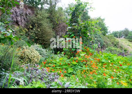 Nasturtiums envahis dans la fleur rurale d'herbe et jardin potager fin d'été avec des arbustes pots plantes Carmarthenshire pays de Galles UK 2023 KATHY DEWITT Banque D'Images