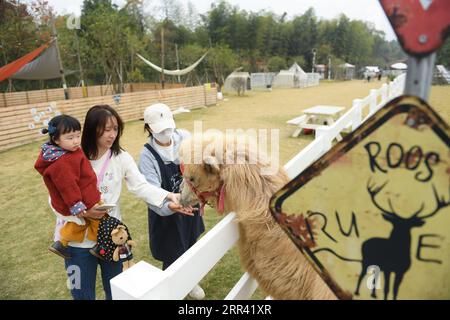 201117 -- HUZHOU, le 17 novembre 2020 -- les gens nourrissent un chameau à Go Farm dans le village de Gucheng dans le district de Wuxing de la ville de Huzhou, province du Zhejiang dans l'est de la Chine, le 17 novembre 2020. Go Farm , une destination de vacances intégrant le camping et les visites sur le thème des animaux de compagnie dans l'ancien village de Gucheng, a attiré de nombreux touristes depuis son opération d'essai en mai de cette année. CHINE-ZHEJIANG-ANCIEN VILLAGE-TOURISMCN WengxXinyang PUBLICATIONxNOTxINxCHN Banque D'Images