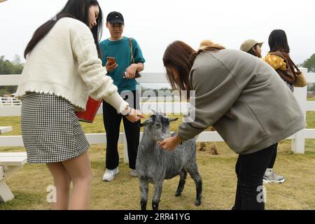 201117 -- HUZHOU, 17 novembre 2020 -- les gens nourrissent une chèvre à Go Farm dans le village de Gucheng dans le district de Wuxing de la ville de Huzhou, province du Zhejiang dans l'est de la Chine, 17 novembre 2020. Go Farm , une destination de vacances intégrant le camping et les visites sur le thème des animaux de compagnie dans l'ancien village de Gucheng, a attiré de nombreux touristes depuis son opération d'essai en mai de cette année. CHINE-ZHEJIANG-ANCIEN VILLAGE-TOURISMCN WengxXinyang PUBLICATIONxNOTxINxCHN Banque D'Images