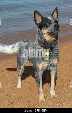 Australian Cattle Dog Banque D'Images