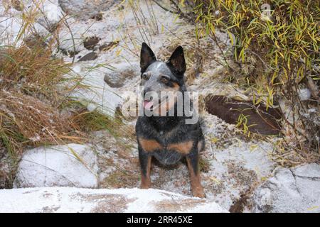 Chien de bétail austrailien assis dans la neige souriant Banque D'Images