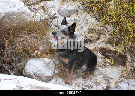 Chien de bétail austrailien assis dans la neige souriant Banque D'Images