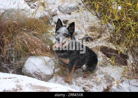 Chien de bétail austrailien assis dans la neige souriant Banque D'Images