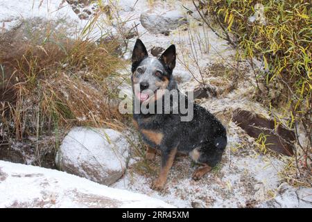 Chien de bétail austrailien assis dans la neige souriant Banque D'Images