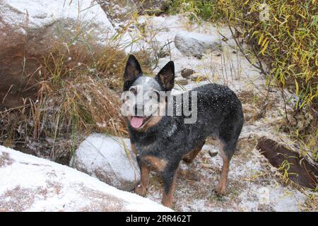 Chien de bétail austrailien debout dans la neige Banque D'Images