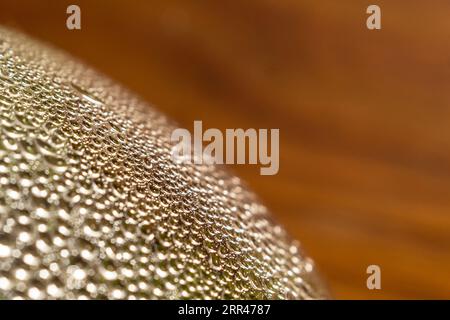 Goiania, Goias, Brésil – 06 septembre 2023 : détail de gouttes d’eau à l’intérieur d’un verre transparent avec un fond en bois. Banque D'Images