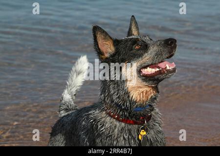 Chien de bétail australien debout dans l'eau regardant vers le haut souriant Banque D'Images