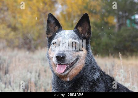 Austrailian Cattle Dog gros plan tête tirée dans le feuillage d'automne flocons de neige tombant Banque D'Images