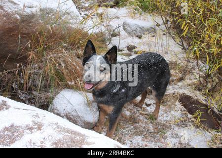 Chien de bétail austrailien debout dans la neige regardant vers le haut Banque D'Images