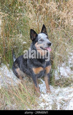 Chien de bétail austrailien assis dans une prairie avec de la neige sur le sol Banque D'Images