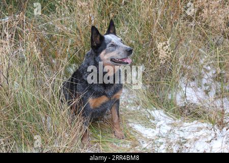 Chien de bétail austrailien assis dans une prairie avec de la neige sur le sol Banque D'Images