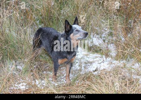 Austrailian Cattle Dog debout dans un pré avec de la neige sur le sol Banque D'Images