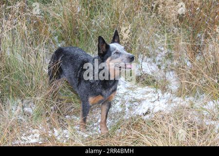 Austrailian Cattle Dog debout dans un pré avec de la neige sur le sol Banque D'Images