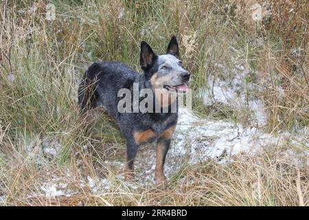 Austrailian Cattle Dog debout dans un pré avec de la neige sur le sol Banque D'Images