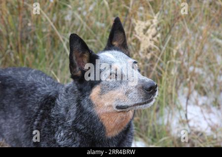 Austrailian Cattle Dog debout dans un pré avec de la neige sur le sol Banque D'Images