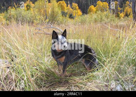 Chien de bétail austrailien debout dans une prairie avec des arbres d'automne en arrière-plan Banque D'Images