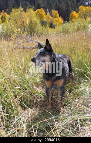 Chien de bétail austrailien debout dans une prairie avec des arbres d'automne en arrière-plan Banque D'Images