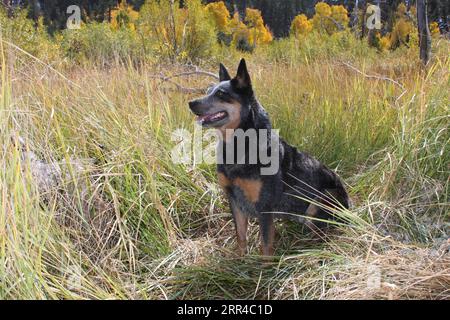 Chien de bétail austrailien assis dans une prairie avec des arbres d'automne en arrière-plan Banque D'Images