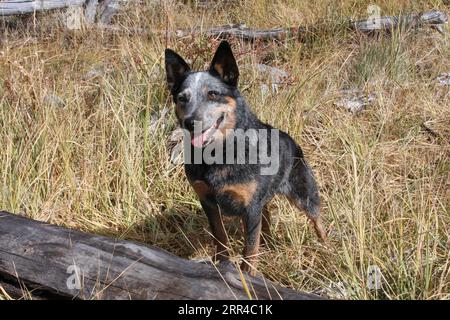 Chien de bétail austrailien debout devant la bûche dans un champ Banque D'Images