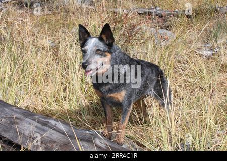 Chien de bétail austrailien debout devant une bûche dans un champ Banque D'Images