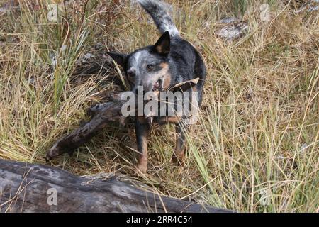 Chien de bétail austrailien jouant avec une bûche dans un champ Banque D'Images