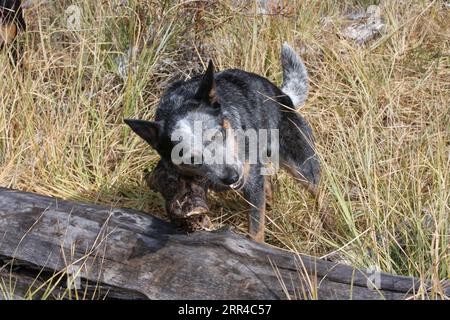 Chien de bétail austrailien jouant avec une bûche dans un champ Banque D'Images