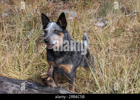 Chien de bétail austrailien debout devant une bûche dans un champ Banque D'Images