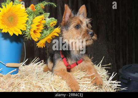 Terrier australien assis sur le foin à côté d'un seau de tournesols. Banque D'Images