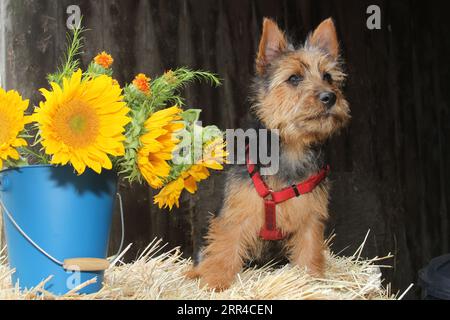 Terrier australien assis sur le foin à côté d'un seau de tournesols. Banque D'Images