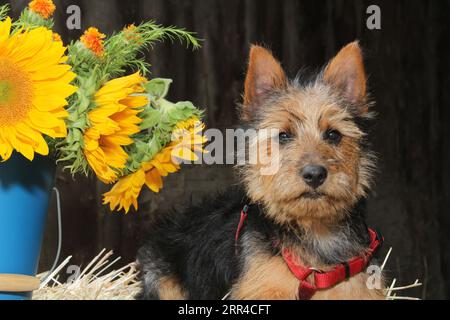 Terrier australien assis sur le foin à côté d'un seau de tournesols. Banque D'Images