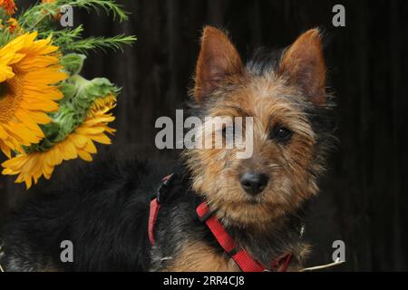 Terrier australien assis sur le foin à côté d'un seau de tournesols. Banque D'Images