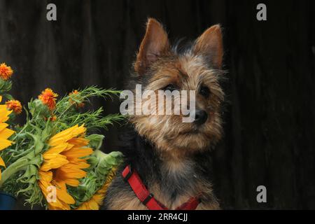 Terrier australien assis sur le foin à côté d'un seau de tournesols. Banque D'Images