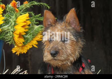 Terrier australien assis sur le foin à côté d'un seau de tournesols. Banque D'Images