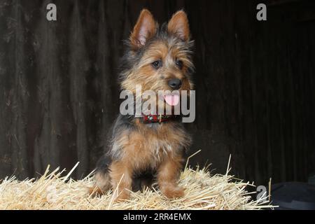 Terrier australien debout sur le foin dans une grange Banque D'Images