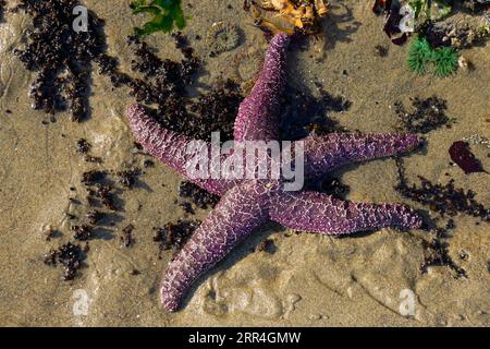 Purple Sea Star sur la plage de l'Oregon Banque D'Images