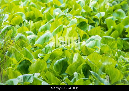 Calla palustris, vue de dessus. Feuilles de Calla ou d'arum de tourbière, calla de marais. Beau groupe de callas de marais croissant dans le marais dans l'habitat naturel Banque D'Images