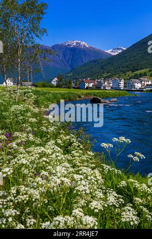 Fleurs sauvages le long de la rivière Oldeelva, Olden Village, comté de Vestland, Norvège Banque D'Images