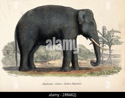 Un éléphant indien (Elephas maximus indicus), gravure colorée d'après F.O. Finch Banque D'Images