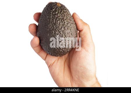 L'homme tient l'avocat Hass. Avocat isolé sur fond blanc Banque D'Images
