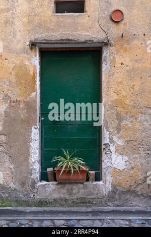 Extérieur d'une vieille maison avec une porte verte et un pot Chlorophytum comosum, généralement appelé plante araignée, sur le pas de la porte, Albissola Marina, Savona Banque D'Images