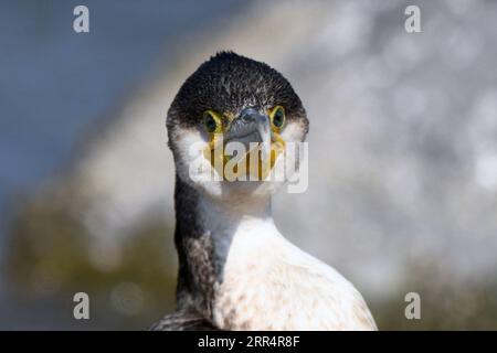 201212 -- PÉKIN, le 12 décembre 2020 -- Un grand cormoran est vu sur une plage du gouvernorat de Jahra, Koweït, le 10 décembre 2020. Photo de /Xinhua XINHUA PHOTOS DU JOUR GhazyxQaffaf PUBLICATIONxNOTxINxCHN Banque D'Images