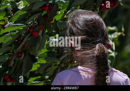 201214 -- SYDNEY, le 14 décembre 2020 -- Une fille utilise des cerises comme boucles d'oreilles dans un verger à Young, dans l'État de Nouvelle-Galles du Sud, en Australie, le 12 décembre 2020. L'argent ne pousse pas sur les arbres, à moins que vous ne soyez un fermier de cerisiers dans la ville australienne de Young, qui produit chaque année des cerises de la plus haute qualité au monde. Avec la saison annuelle de cueillette qui tombe juste avant Noël, les petits fruits rouges sont devenus un favori des fêtes australiennes, alimentés par un accès facile à des produits bon marché et de haute qualité. POUR ALLER AVEC la fonctionnalité : Revenge Travel soutient les villes australiennes dans le besoin AUSTRALIE-NOUVELLE GALLES DU SUD-YOUNG-C. Banque D'Images