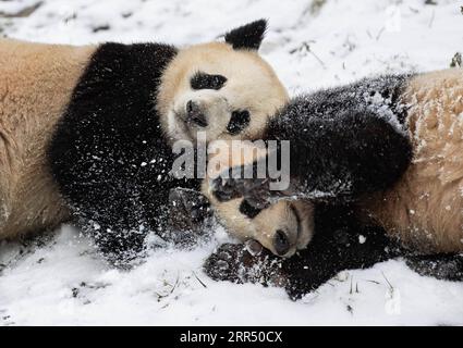 201218 -- BEIJING, 18 décembre 2020 -- des pandas géants jouent après la neige à la base de Shenshuping du Centre chinois de conservation et de recherche pour le panda géant dans la réserve naturelle nationale de Wolong, province du Sichuan, sud-ouest de la Chine, 17 décembre 2020. PHOTOS XINHUA DU JOUR JiangxHongjing PUBLICATIONxNOTxINxCHN Banque D'Images