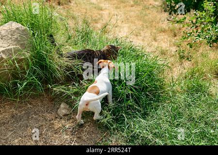 Jack Russell terrier chiot jouant avec le chat tabby en plein air. Mignon adorable chien blanc avec des taches de fourrure brunes drôles s'amusant avec chaton gris en vert Banque D'Images