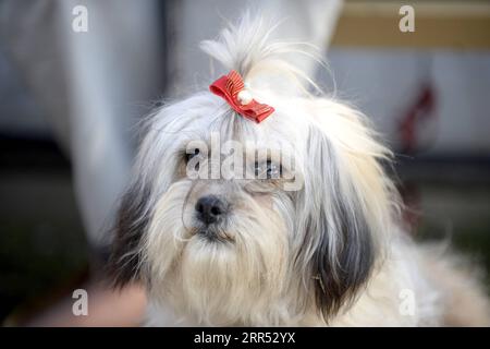 201220 -- RAWALPINDI, le 20 décembre 2020 -- Un chien a été vu lors de l'exposition canine toutes races à Rawalpindi, dans la province pakistanaise du Punjab, le 20 décembre 2020. Le All Breed Dog Show a eu lieu dimanche et a attiré de nombreux concurrents pour exposer leurs chiens. PAKISTAN-RAWALPINDI-CHIEN SPECTACLE AhmadxKamal PUBLICATIONxNOTxINxCHN Banque D'Images