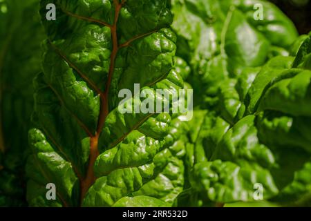 mangold dans le jardin biologique. Feuille de Mangold Banque D'Images